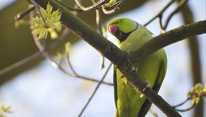 Preview wallpaper rose-ringed parakeet, parrot, bird, beak, branch, green