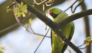 Preview wallpaper rose-ringed parakeet, parrot, bird, beak, branch, green