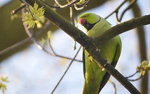 Preview wallpaper rose-ringed parakeet, parrot, bird, beak, branch, green