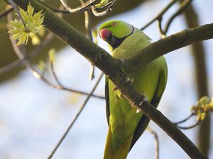 Preview wallpaper rose-ringed parakeet, parrot, bird, beak, branch, green