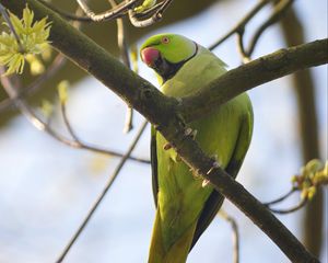 Preview wallpaper rose-ringed parakeet, parrot, bird, beak, branch, green