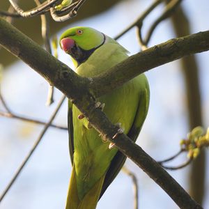 Preview wallpaper rose-ringed parakeet, parrot, bird, beak, branch, green