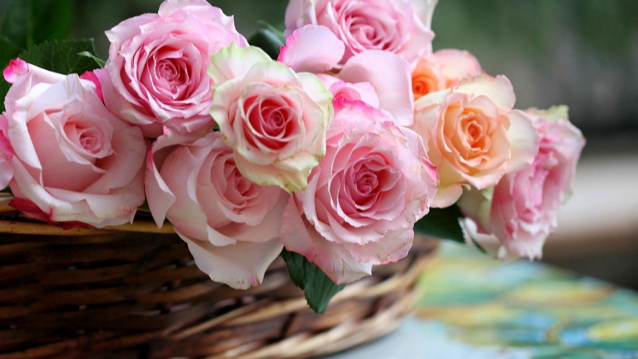 Wallpaper roses, basket, flowers, buds
