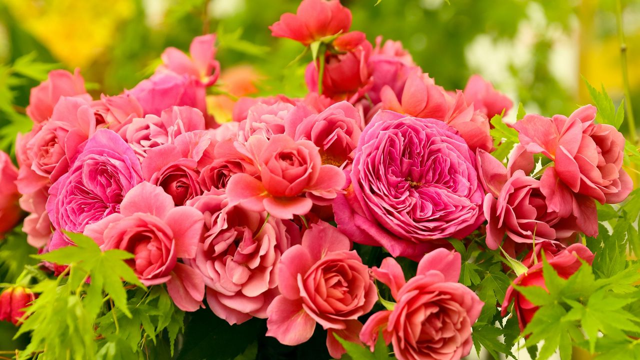 Wallpaper roses, bouquet, buds, pink