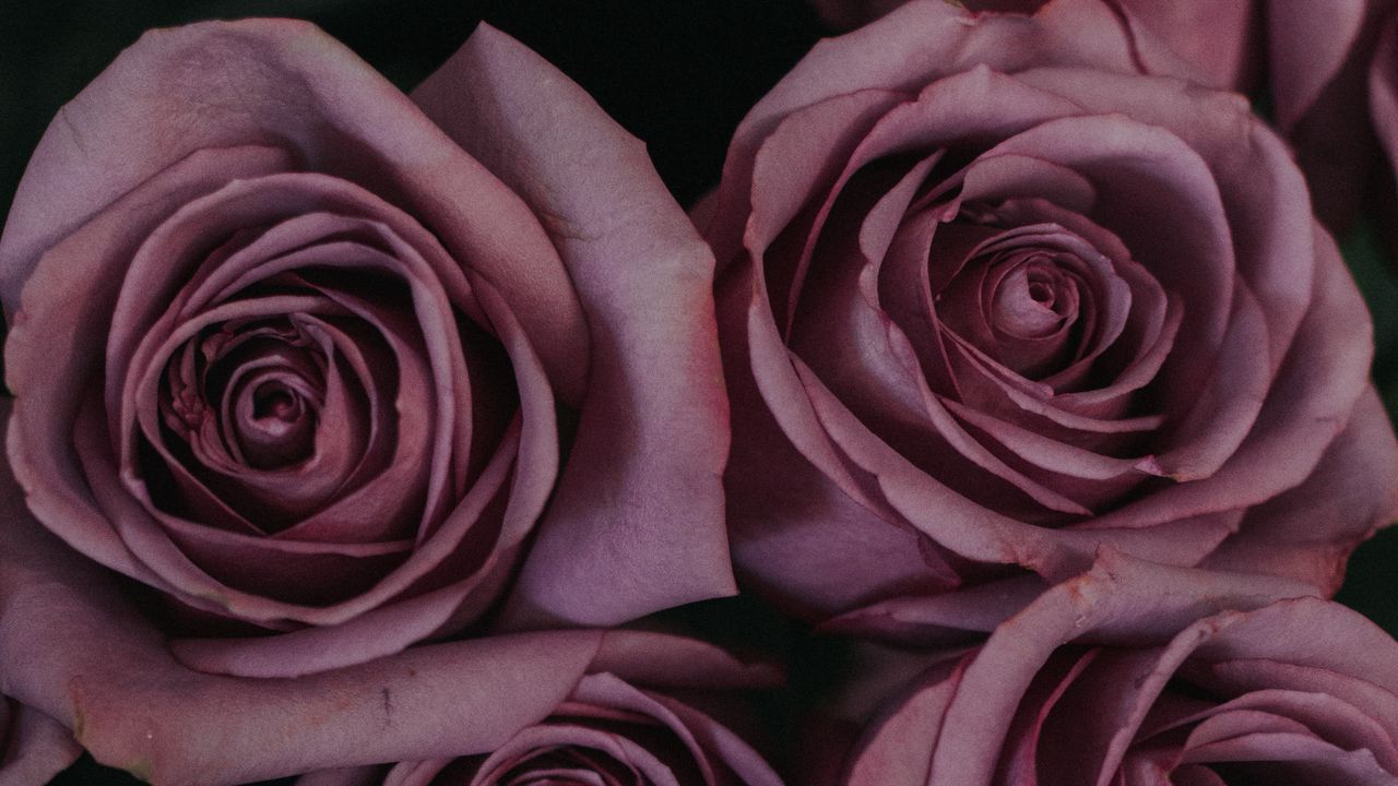 Wallpaper roses, bouquet, buds