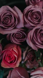 Preview wallpaper roses, bouquet, buds