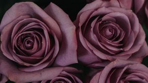 Preview wallpaper roses, bouquet, buds