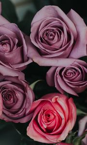 Preview wallpaper roses, bouquet, buds, pink, lilac