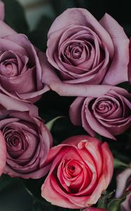 Preview wallpaper roses, bouquet, buds, pink, lilac