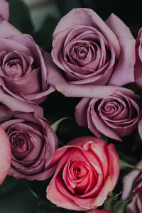 Preview wallpaper roses, bouquet, buds, pink, lilac