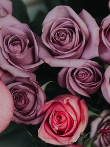 Preview wallpaper roses, bouquet, buds, pink, lilac