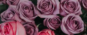 Preview wallpaper roses, bouquet, buds, pink, lilac