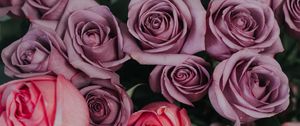 Preview wallpaper roses, bouquet, buds, pink, lilac