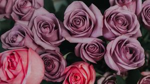 Preview wallpaper roses, bouquet, buds, pink, lilac