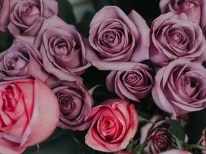 Preview wallpaper roses, bouquet, buds, pink, lilac