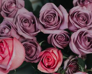 Preview wallpaper roses, bouquet, buds, pink, lilac