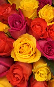 Preview wallpaper roses, bouquet, buds, red, yellow, pink, composition, floristics