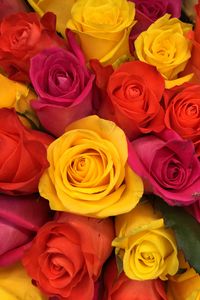 Preview wallpaper roses, bouquet, buds, red, yellow, pink, composition, floristics