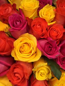 Preview wallpaper roses, bouquet, buds, red, yellow, pink, composition, floristics