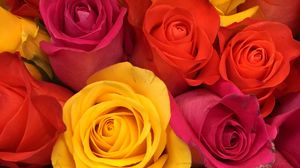 Preview wallpaper roses, bouquet, buds, red, yellow, pink, composition, floristics