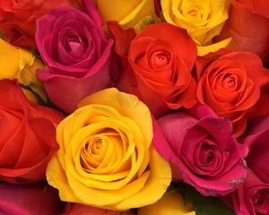 Preview wallpaper roses, bouquet, buds, red, yellow, pink, composition, floristics