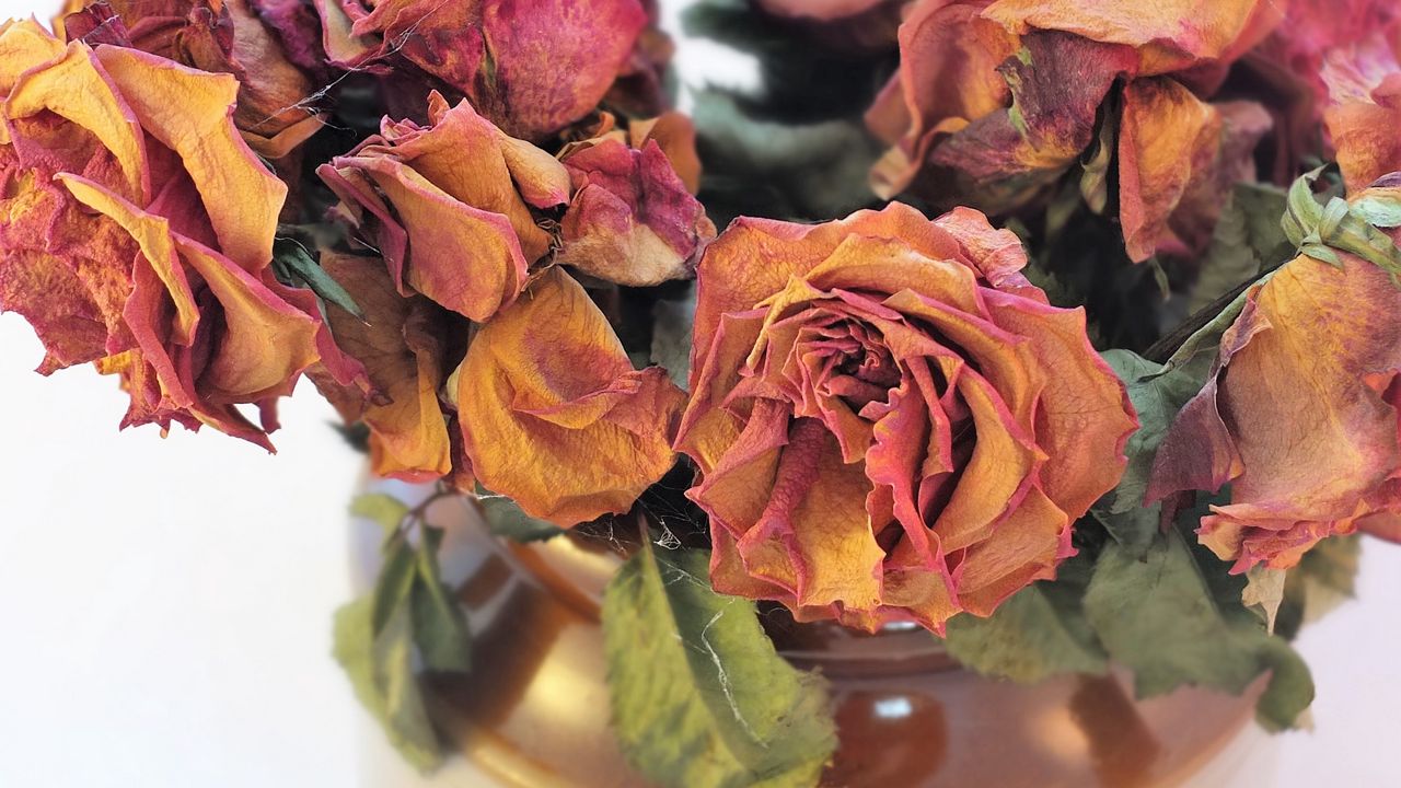 Wallpaper roses, bouquet, dry, herbarium