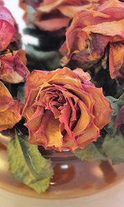 Preview wallpaper roses, bouquet, dry, herbarium