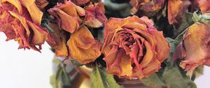 Preview wallpaper roses, bouquet, dry, herbarium