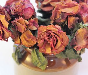 Preview wallpaper roses, bouquet, dry, herbarium