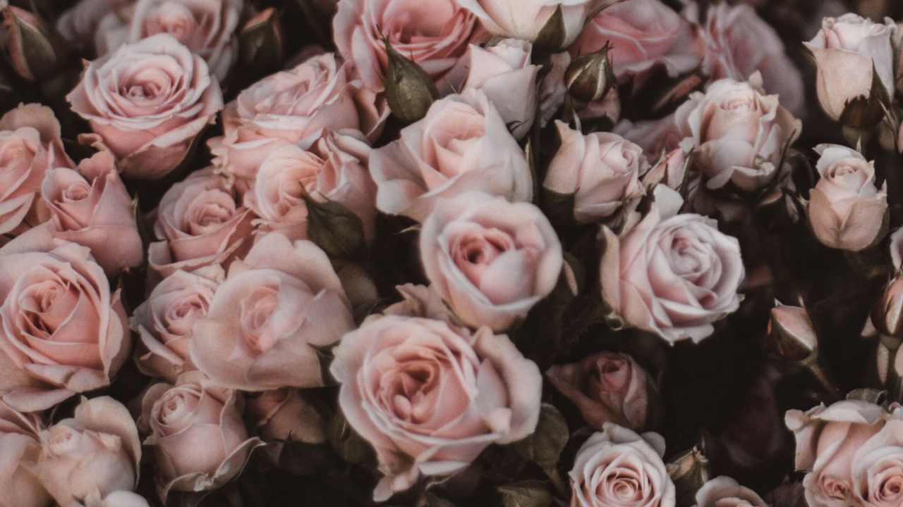 Wallpaper roses, bouquet, flowers, light pink, romance
