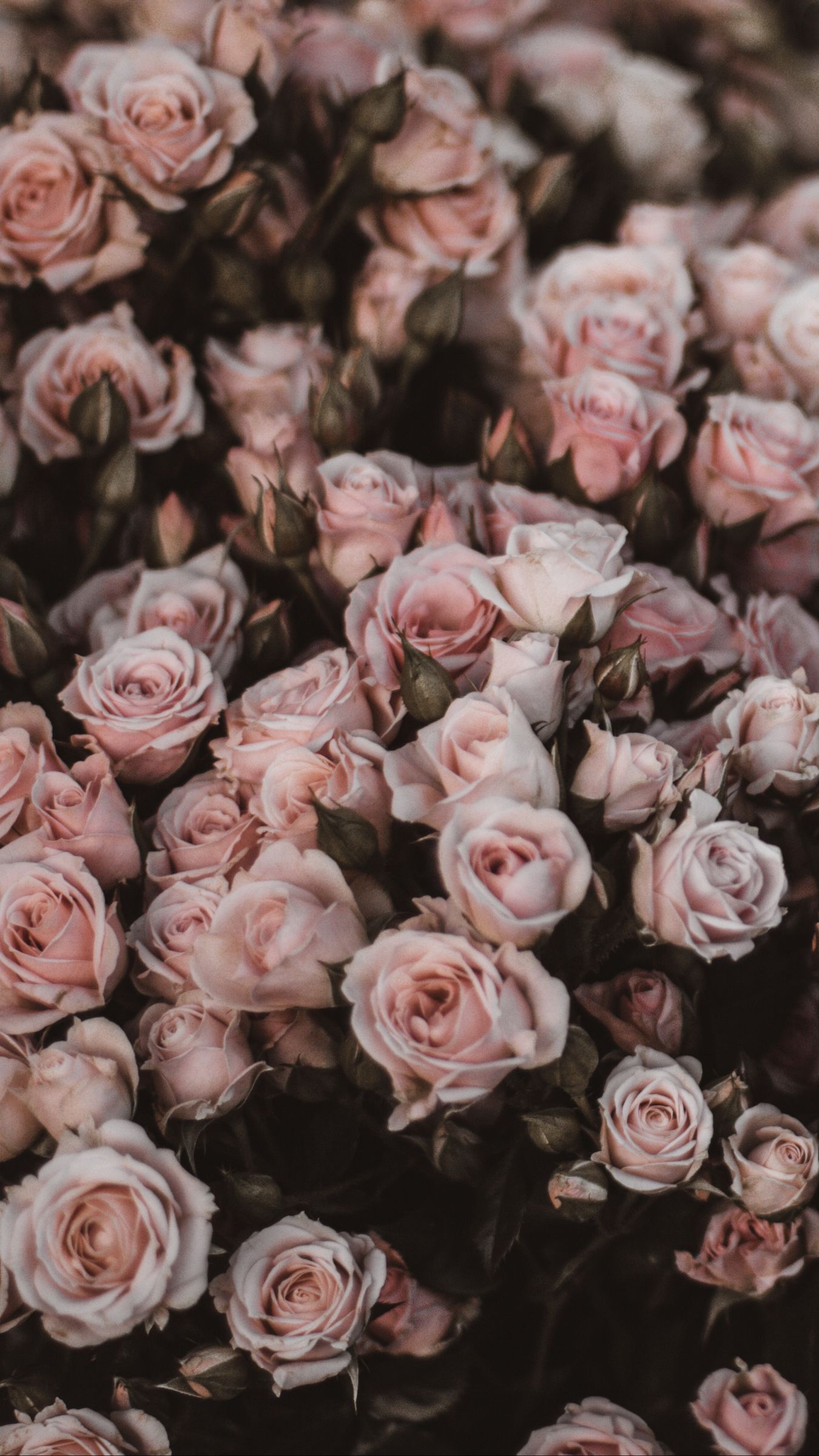 Download wallpaper 1350x2400 roses, bouquet, flowers, light pink, romance  iphone 8+/7+/6s+/6+ for parallax hd background