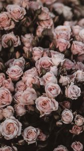 Preview wallpaper roses, bouquet, flowers, light pink, romance