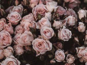 Preview wallpaper roses, bouquet, flowers, light pink, romance