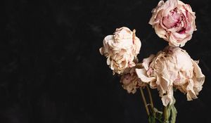 Preview wallpaper roses, bouquet, flowers, dry, vase
