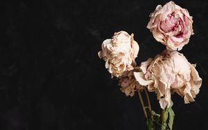 Preview wallpaper roses, bouquet, flowers, dry, vase