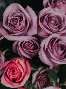 Preview wallpaper roses, bouquet, petals, buds