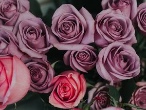 Preview wallpaper roses, bouquet, petals, buds
