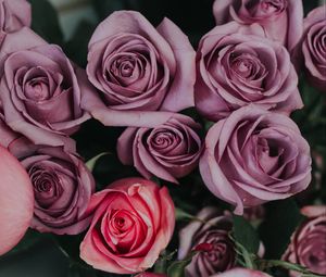 Preview wallpaper roses, bouquet, petals, buds