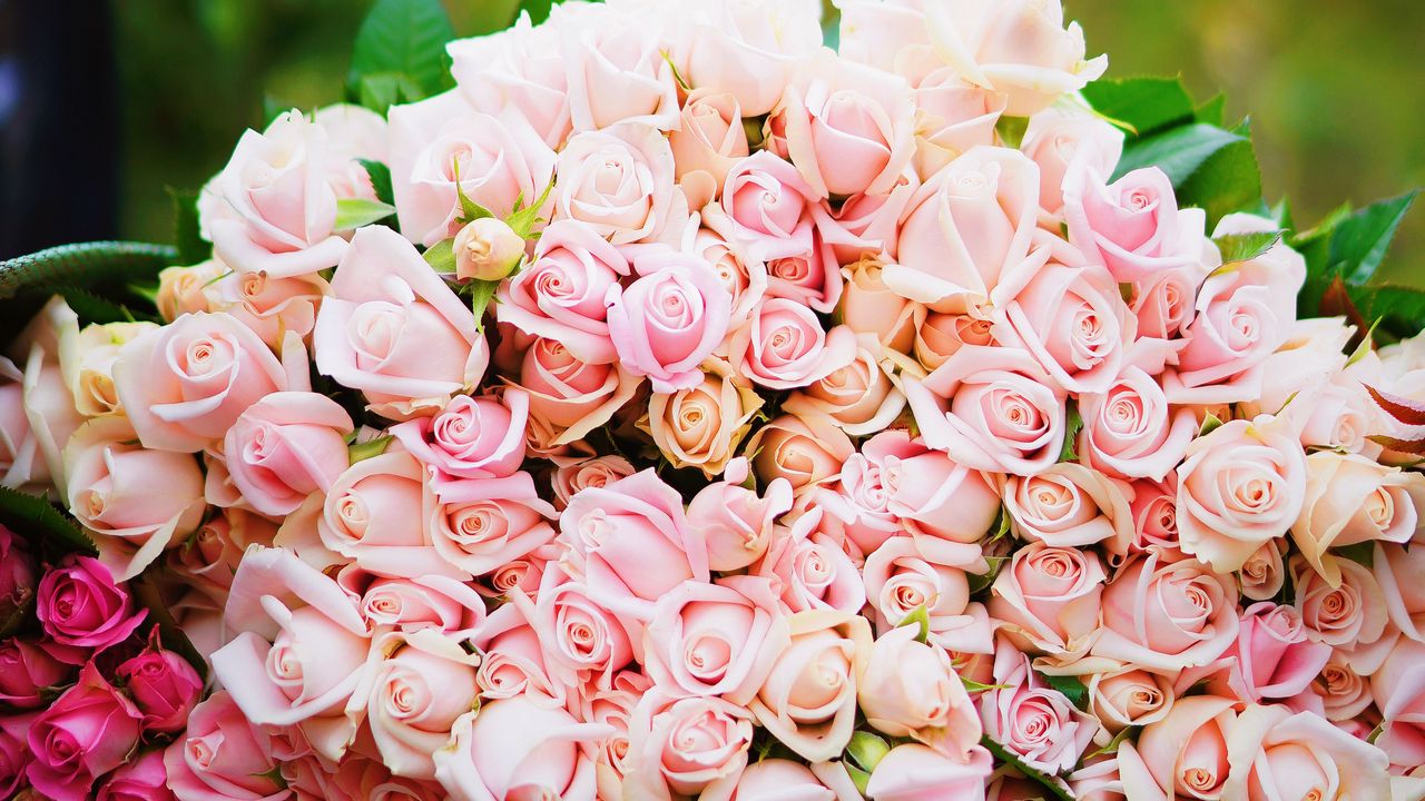 Wallpaper roses, bouquet, pink, tenderness, gift