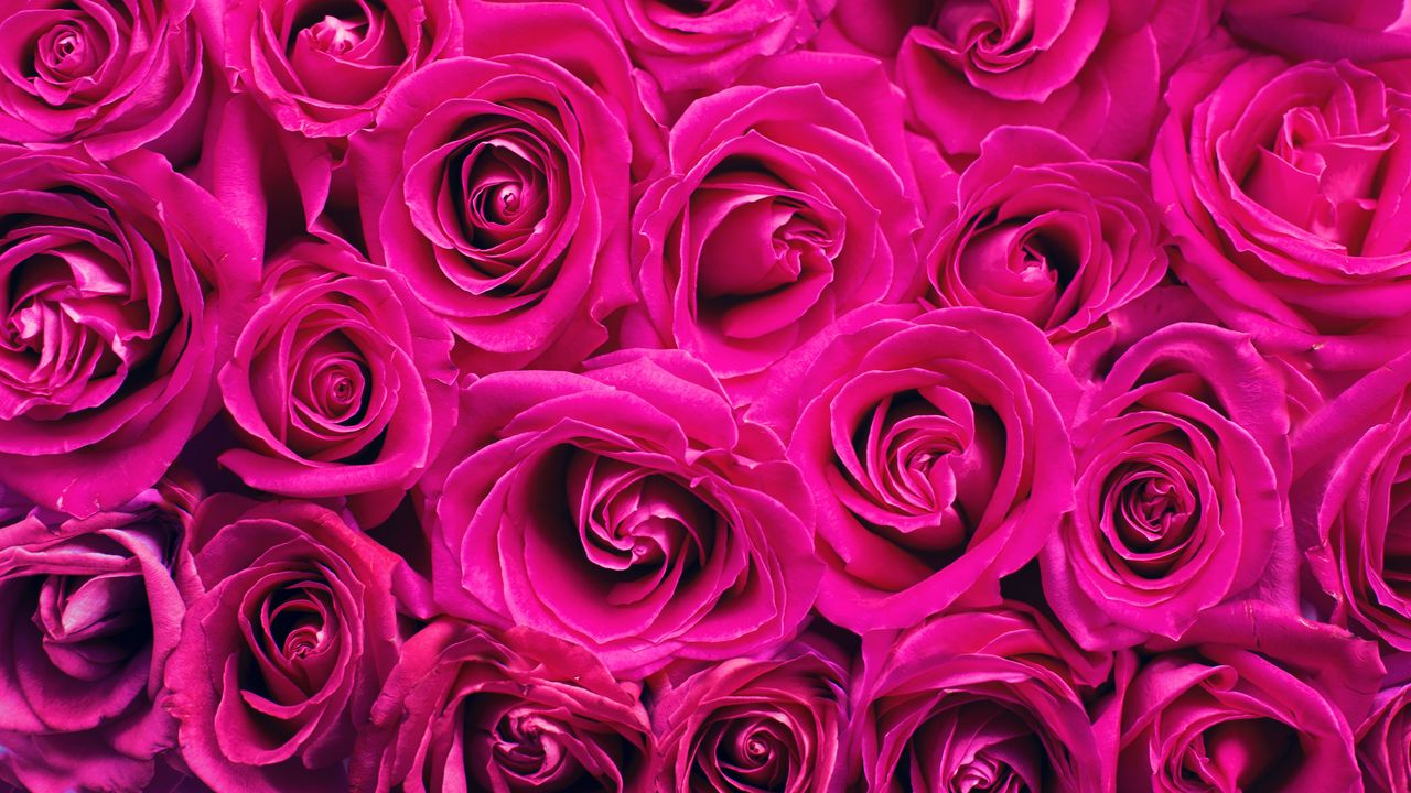 Wallpaper roses, bouquet, pink, buds, flowers