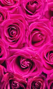 Preview wallpaper roses, bouquet, pink, buds, flowers