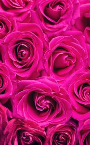 Preview wallpaper roses, bouquet, pink, buds, flowers