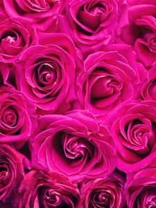 Preview wallpaper roses, bouquet, pink, buds, flowers