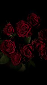 Preview wallpaper roses, bouquet, red, dark background
