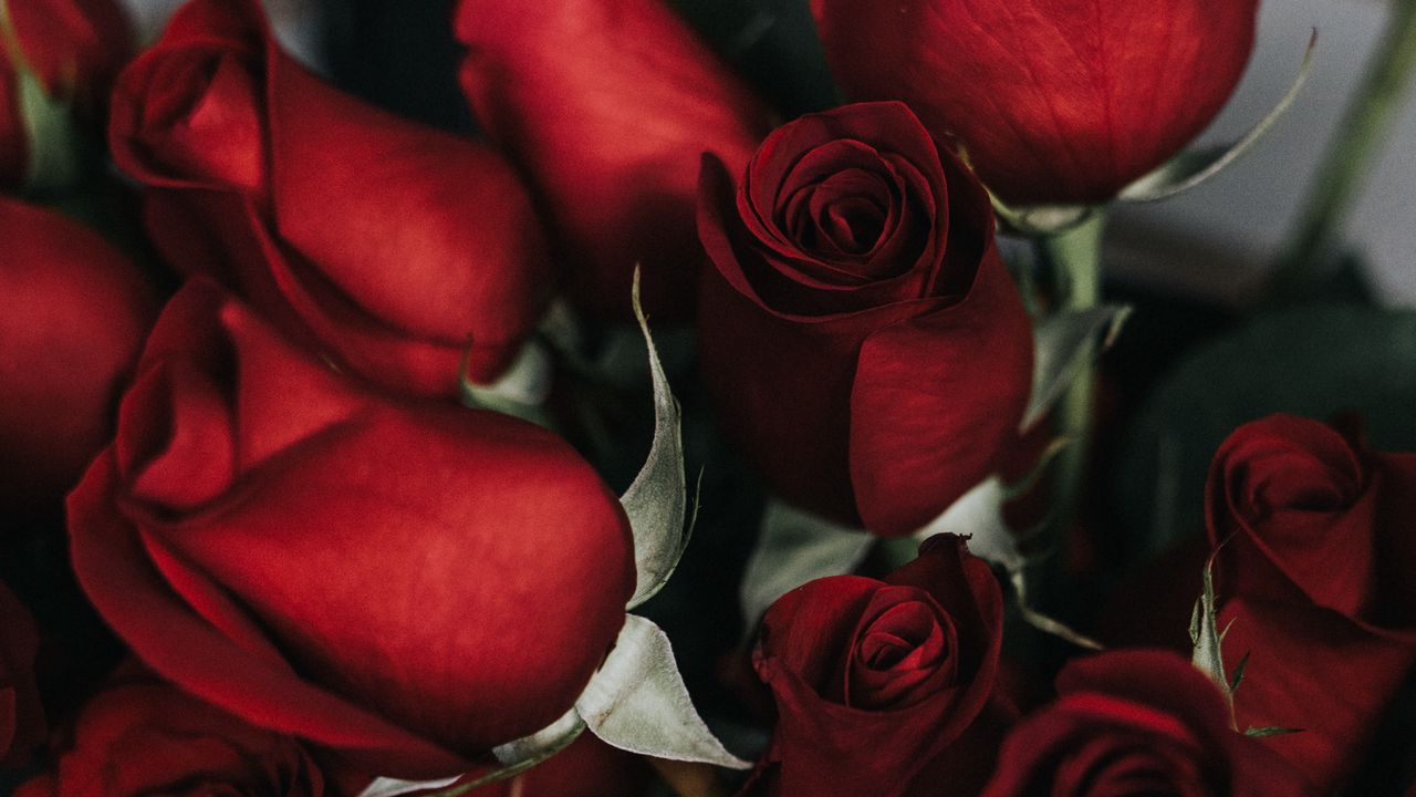 Wallpaper roses, bouquet, red, petals
