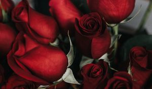 Preview wallpaper roses, bouquet, red, petals