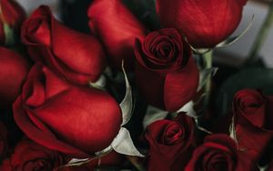 Preview wallpaper roses, bouquet, red, petals