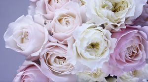 Preview wallpaper roses, bouquet, tenderness