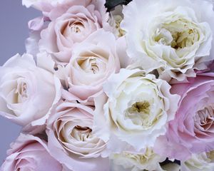 Preview wallpaper roses, bouquet, tenderness