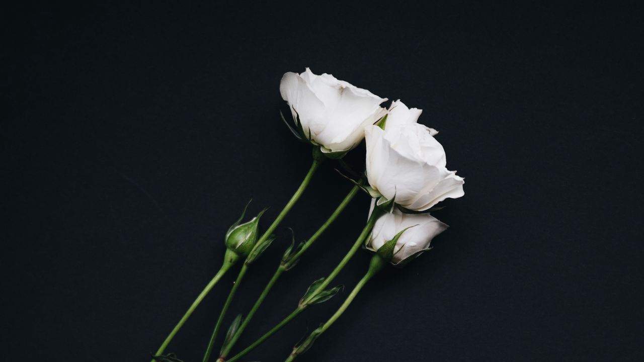 Wallpaper roses, bouquet, white, black background